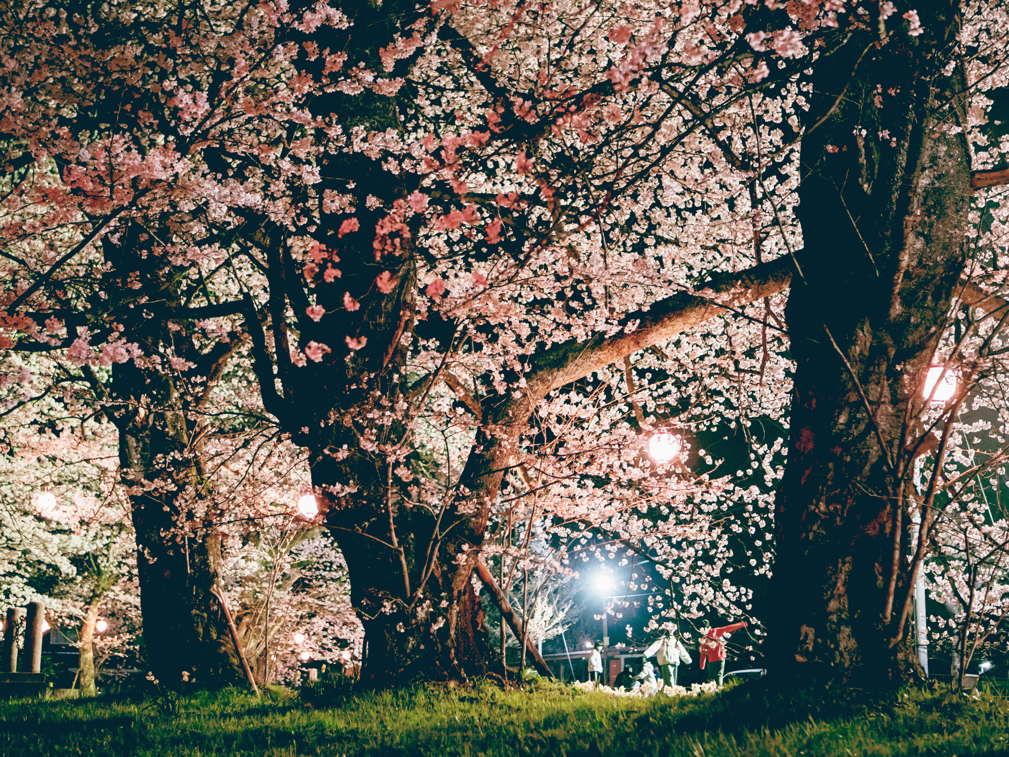 桜