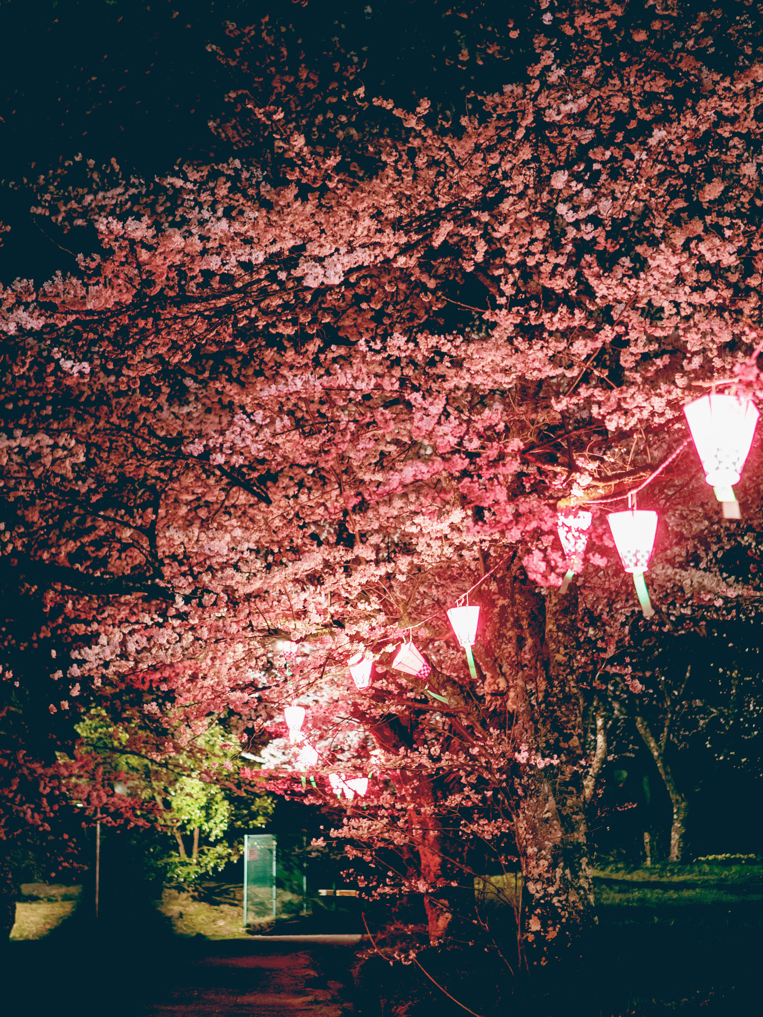 日高町の桜