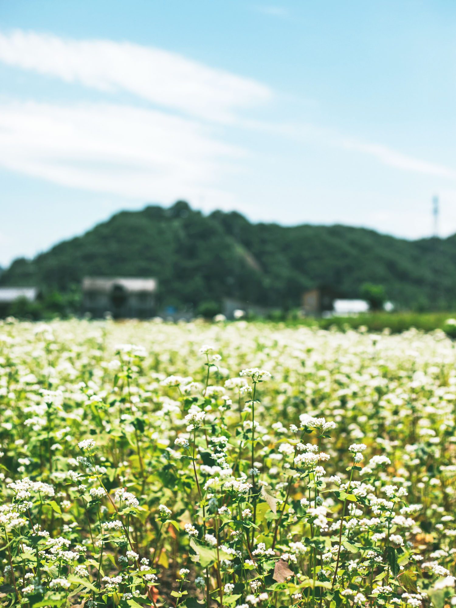 そばの花
