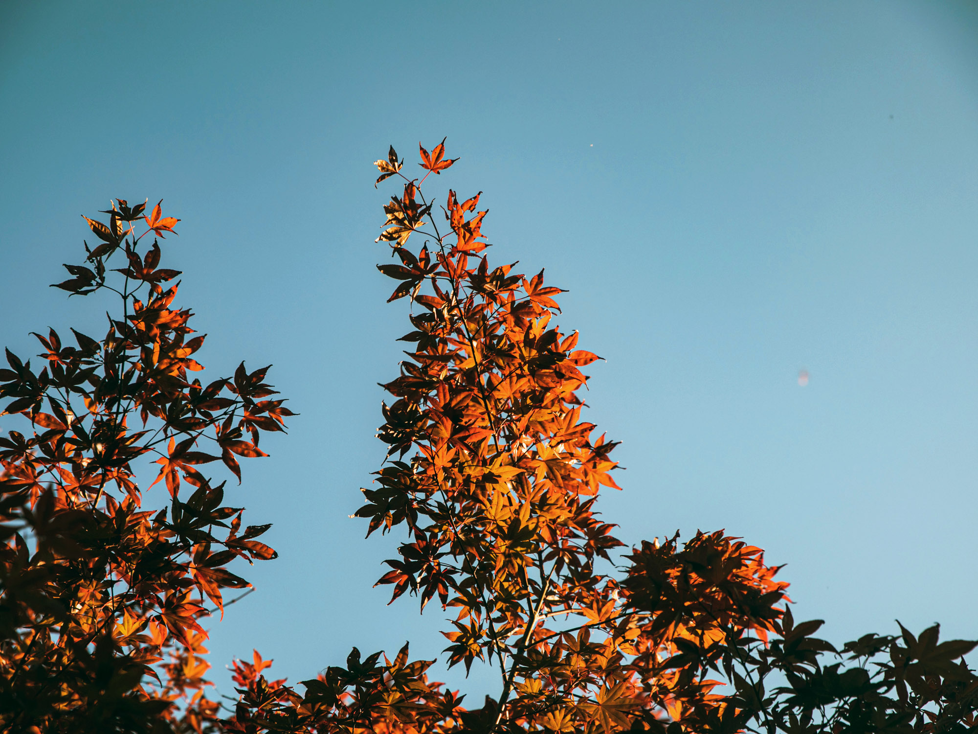 豊岡の紅葉