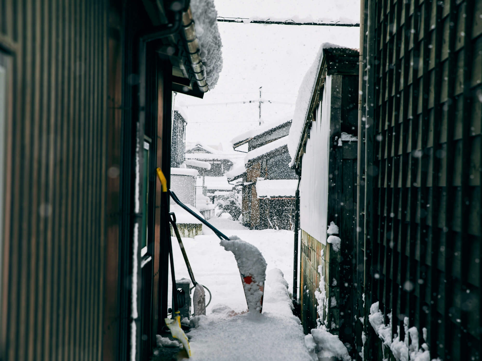 伝所鳩