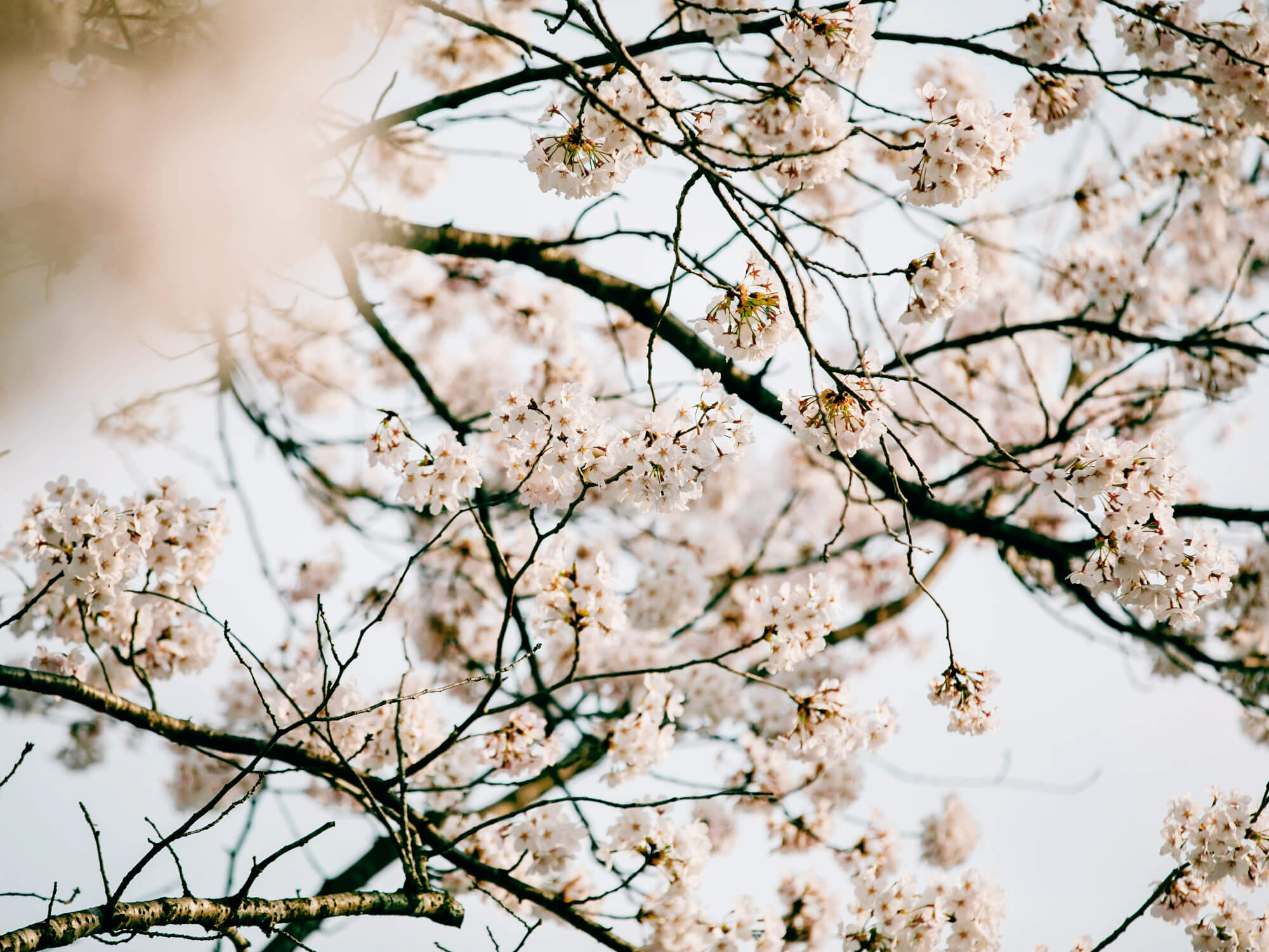 豊岡の桜