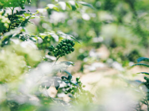 山椒／但馬醸造