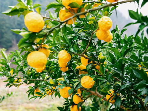 ゆずの収穫体験