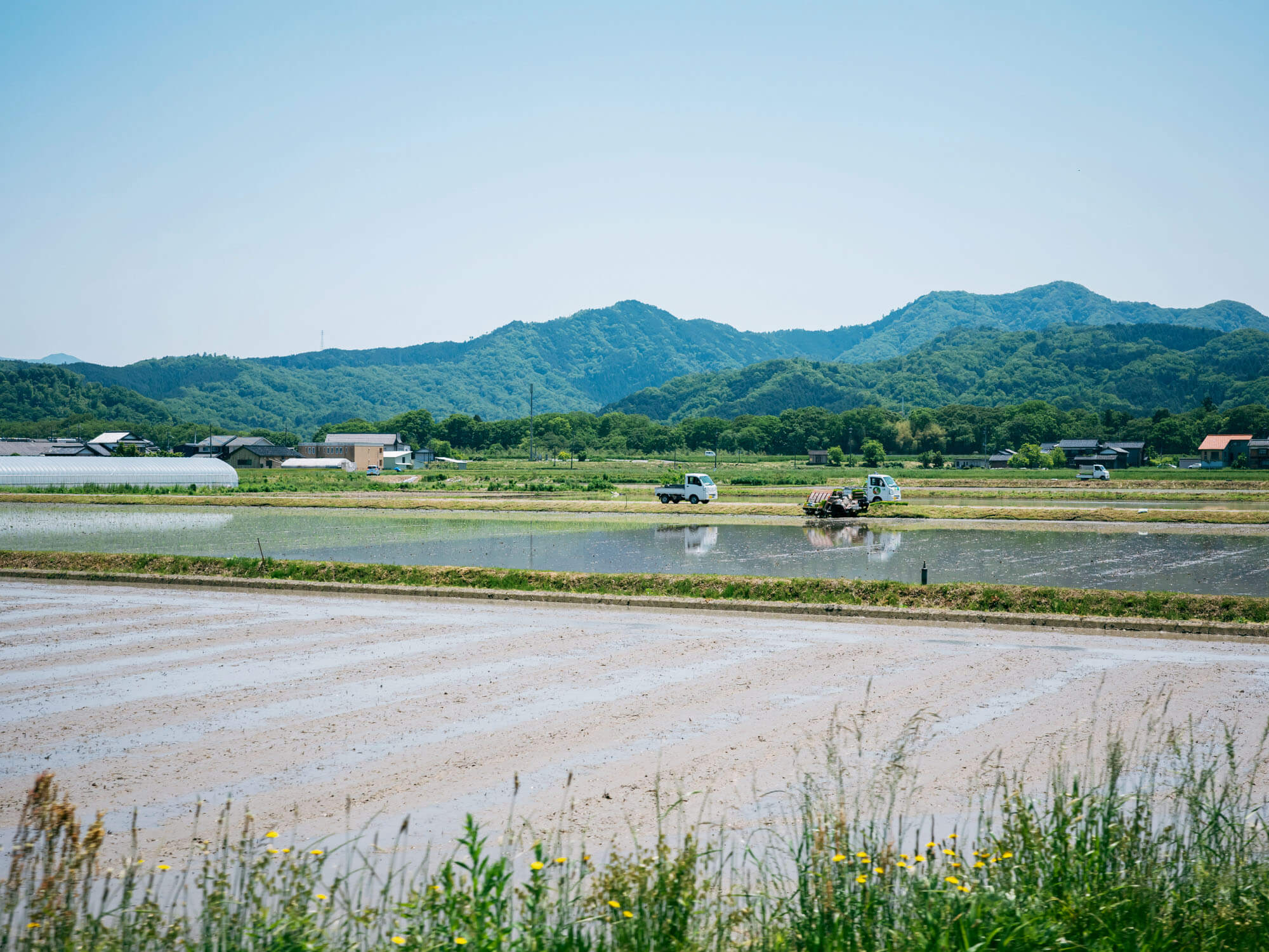 田植え